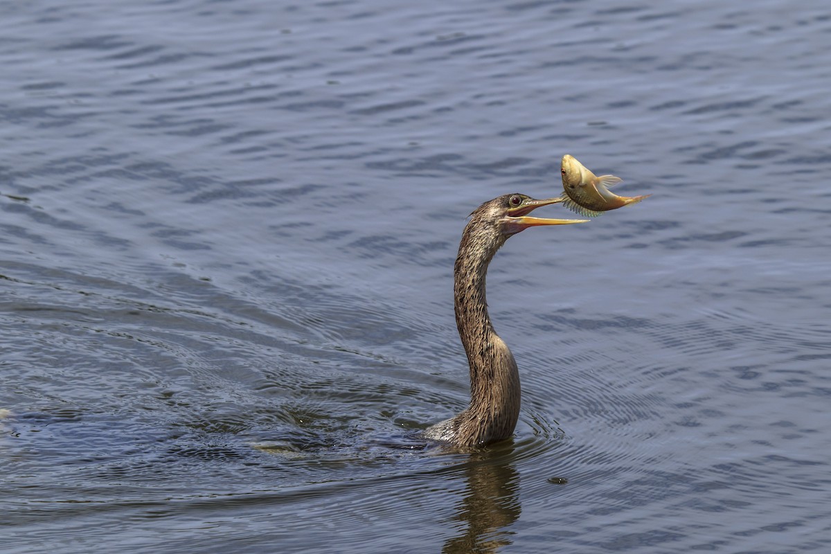 Anhinga - ML643019082