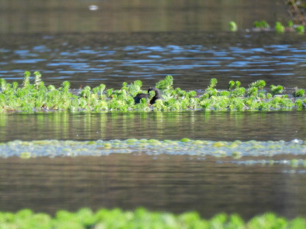 American Coot - ML643019090