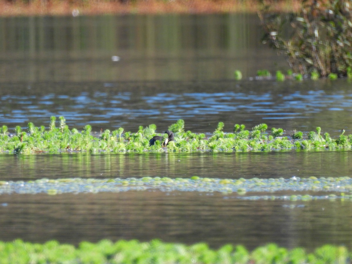 American Coot - ML643019091