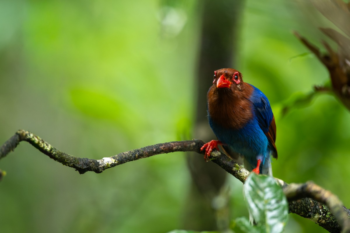 Sri Lanka Blue-Magpie - ML643019092