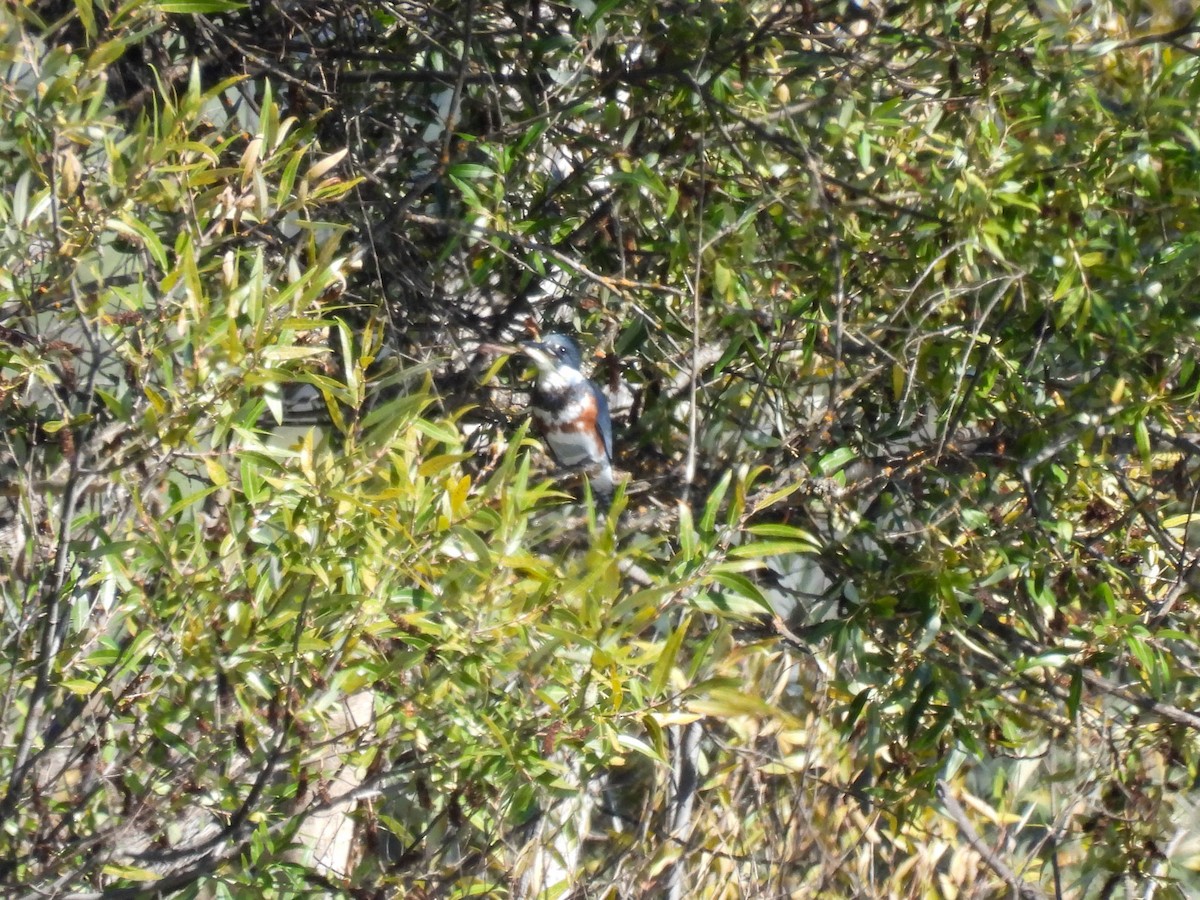 Belted Kingfisher - ML643019094
