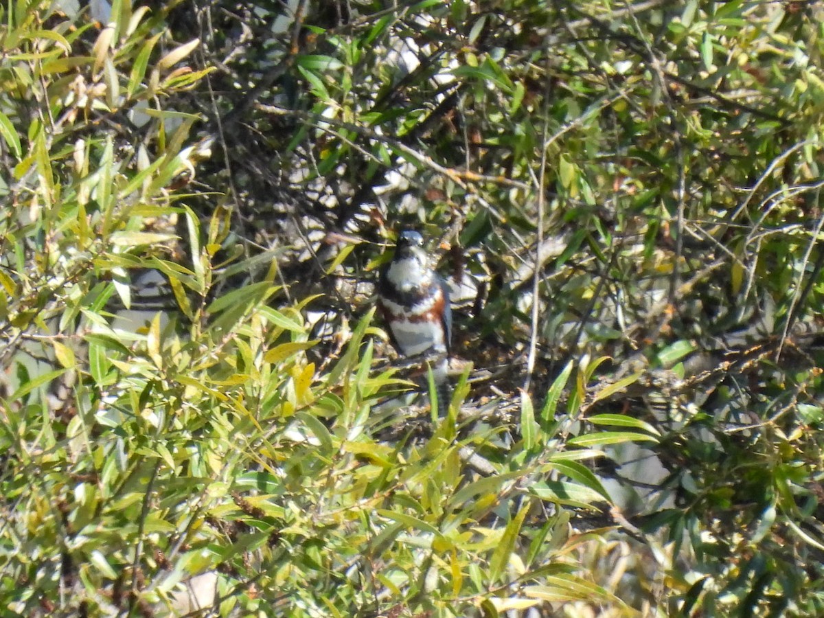 Belted Kingfisher - ML643019096