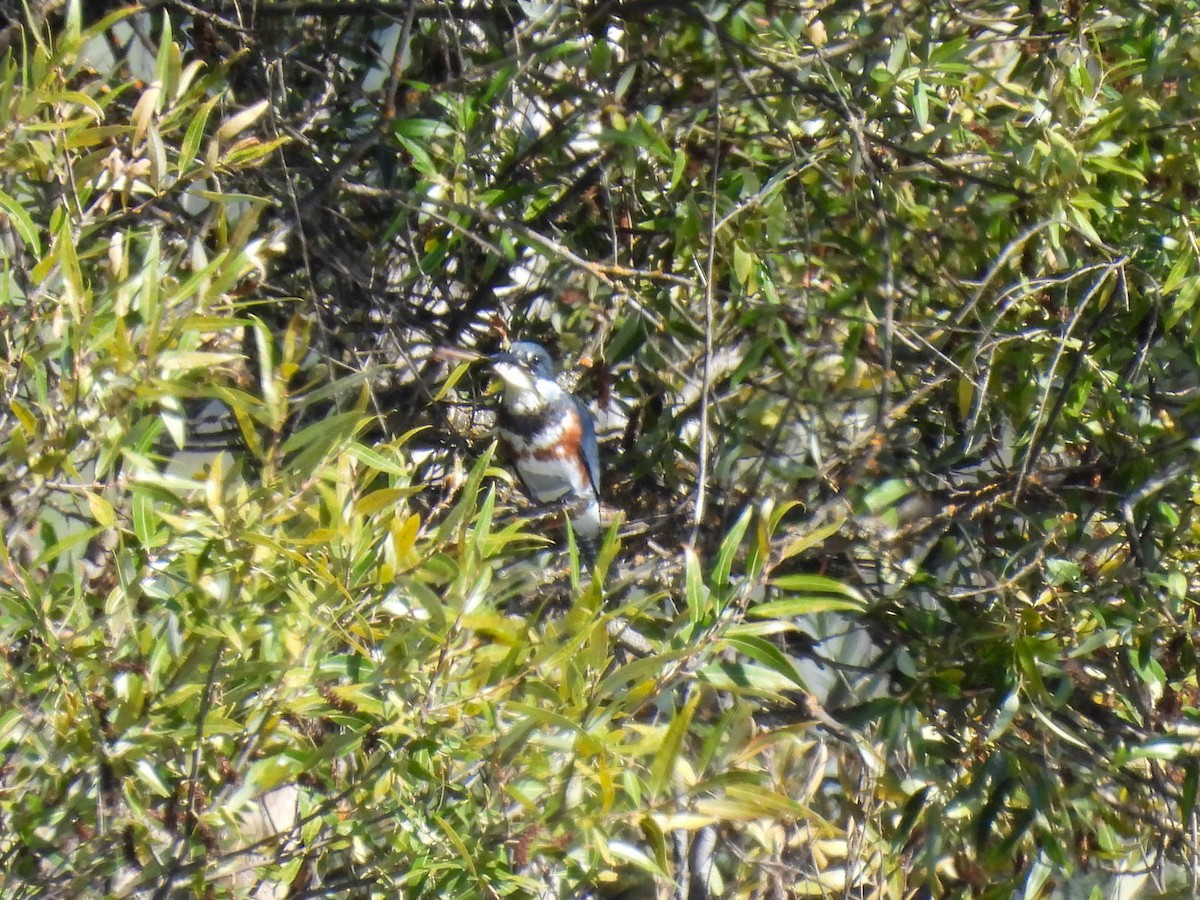 Belted Kingfisher - ML643019097
