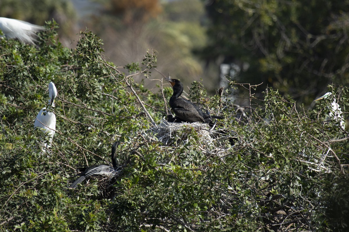 Double-crested Cormorant - ML643019131