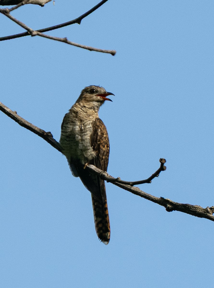 Plaintive Cuckoo - ML643019165