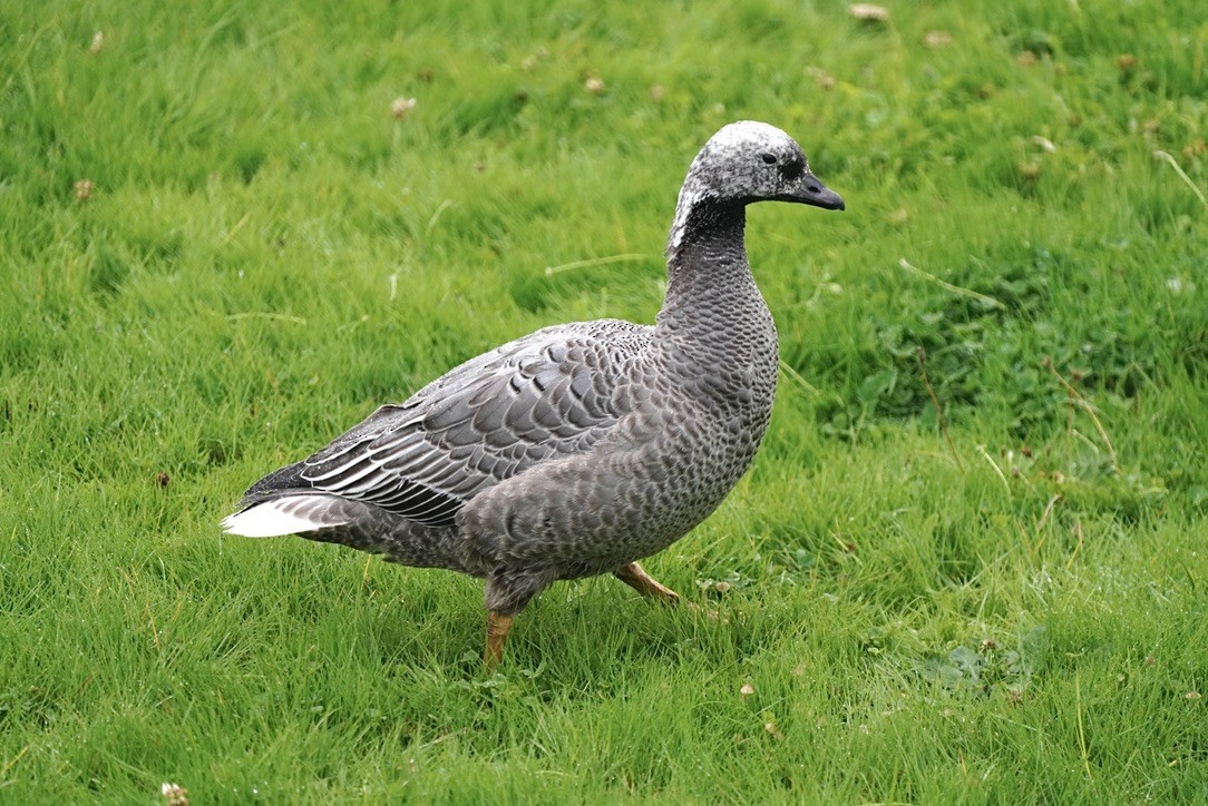 Emperor Goose - ML643019169