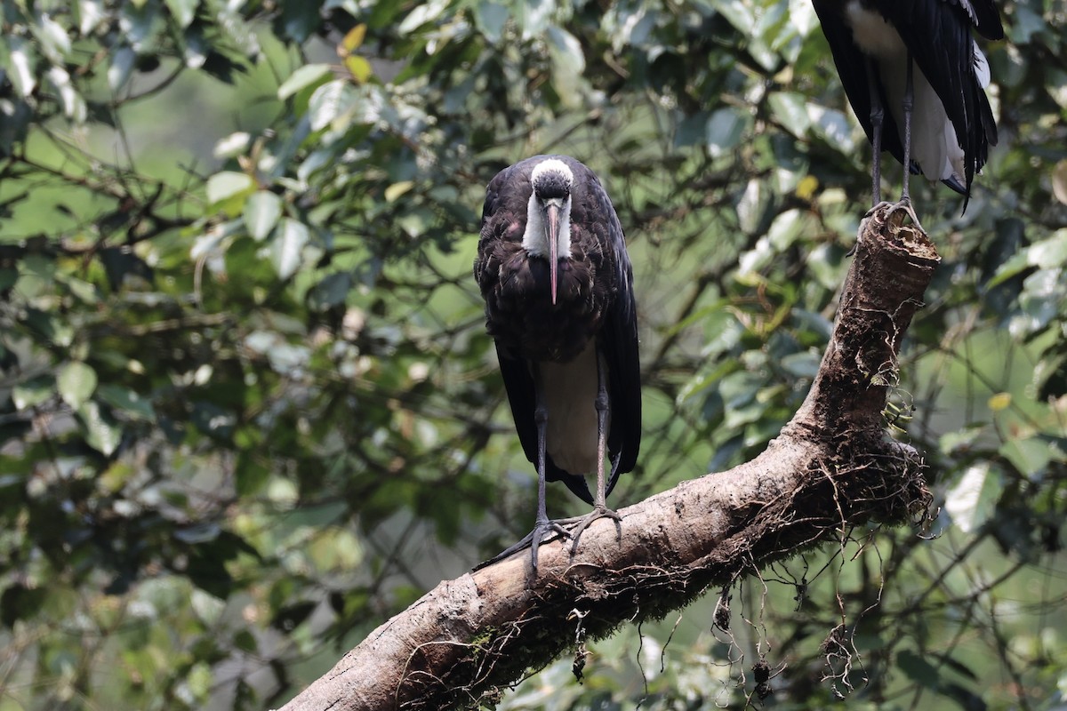 African Woolly-necked Stork - ML643019195