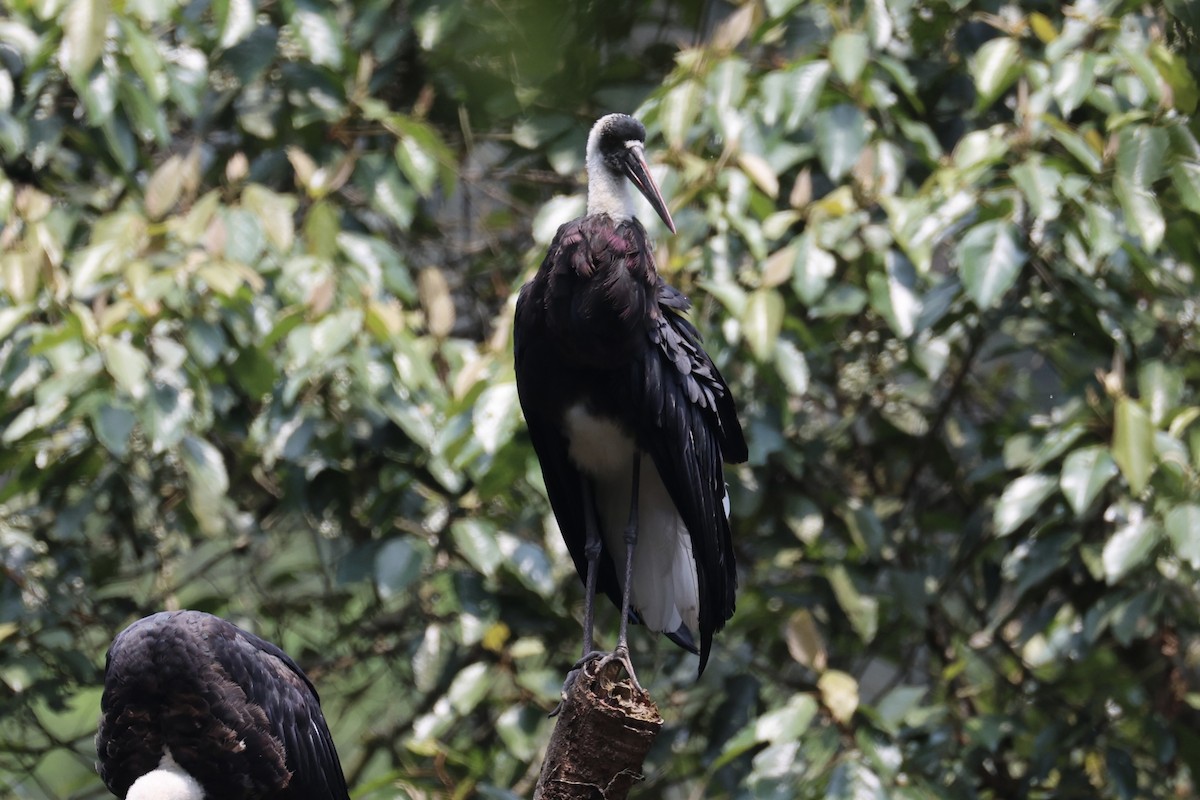 African Woolly-necked Stork - ML643019196