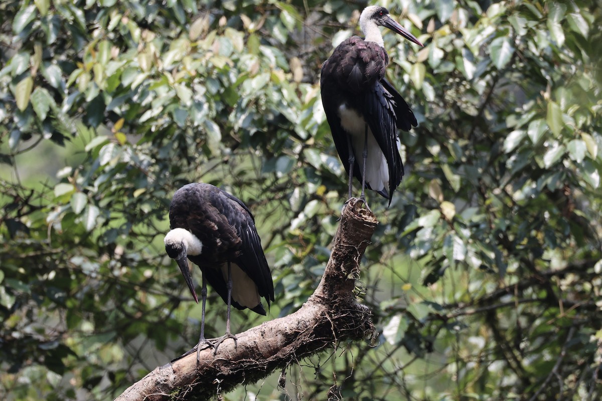African Woolly-necked Stork - ML643019197