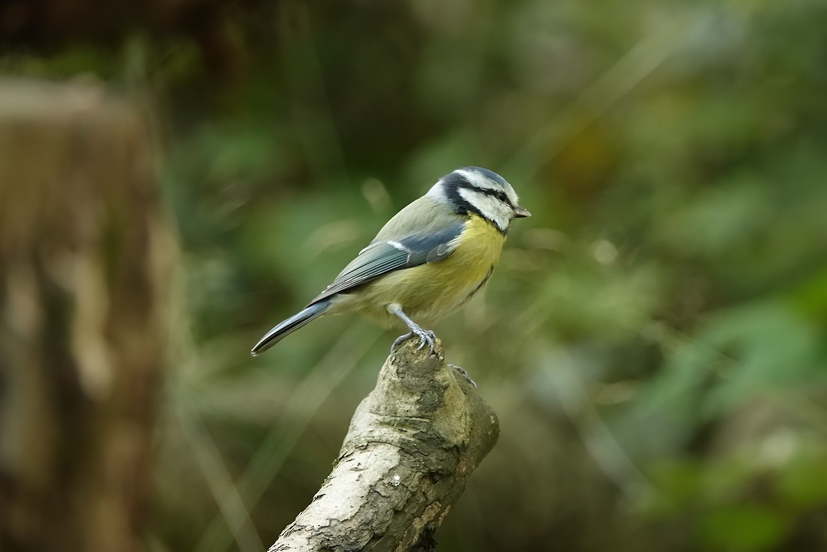 Лазоревка - ML643019226