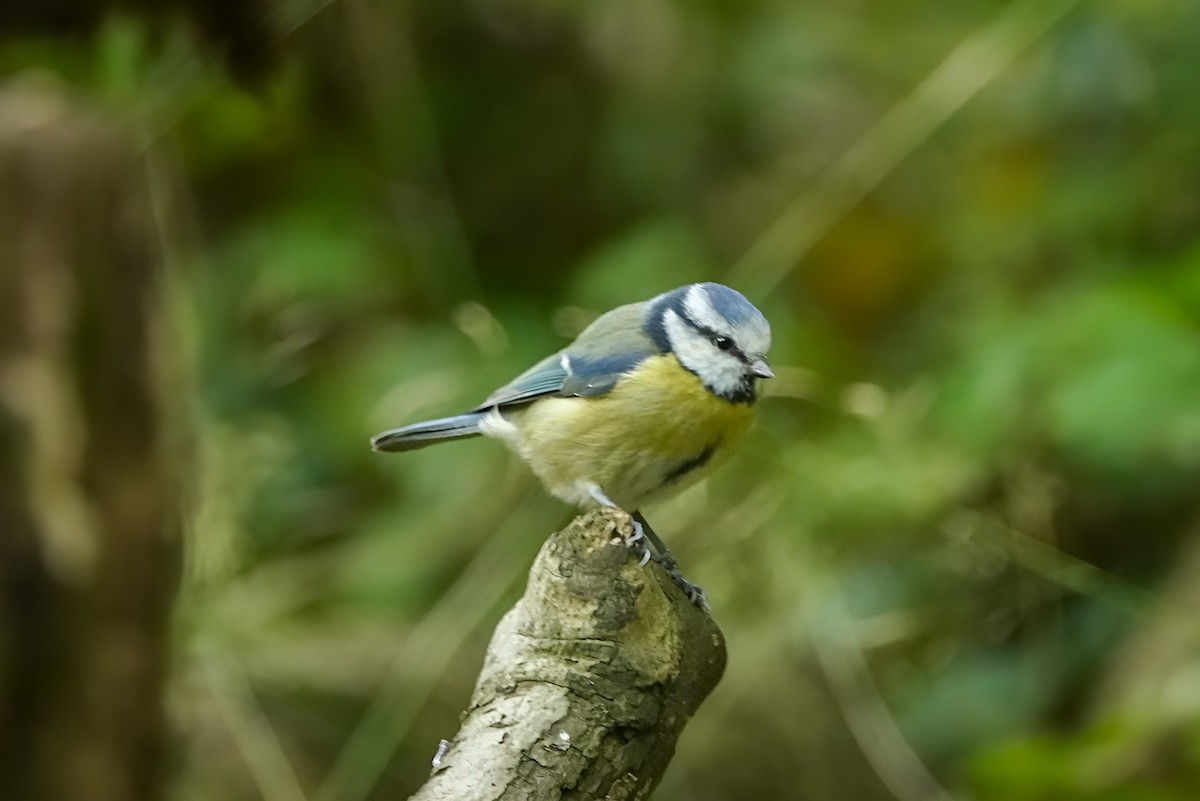 Лазоревка - ML643019227