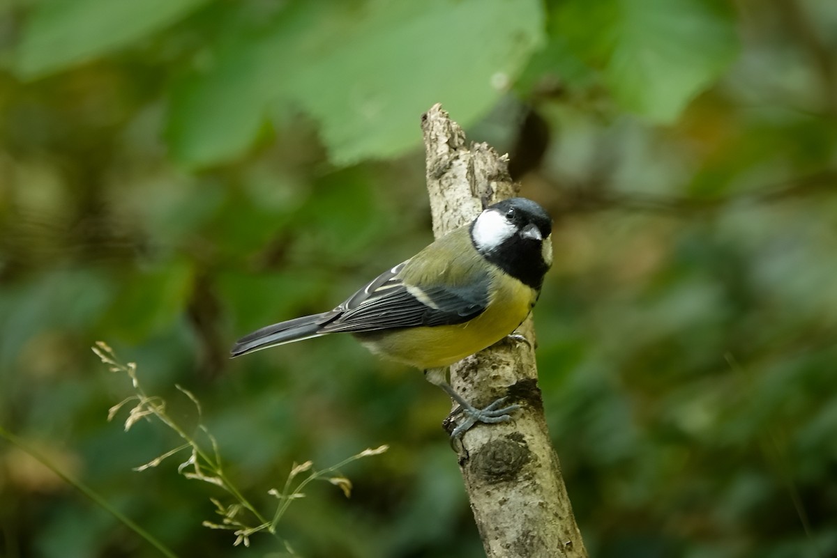 Большая синица - ML643019234