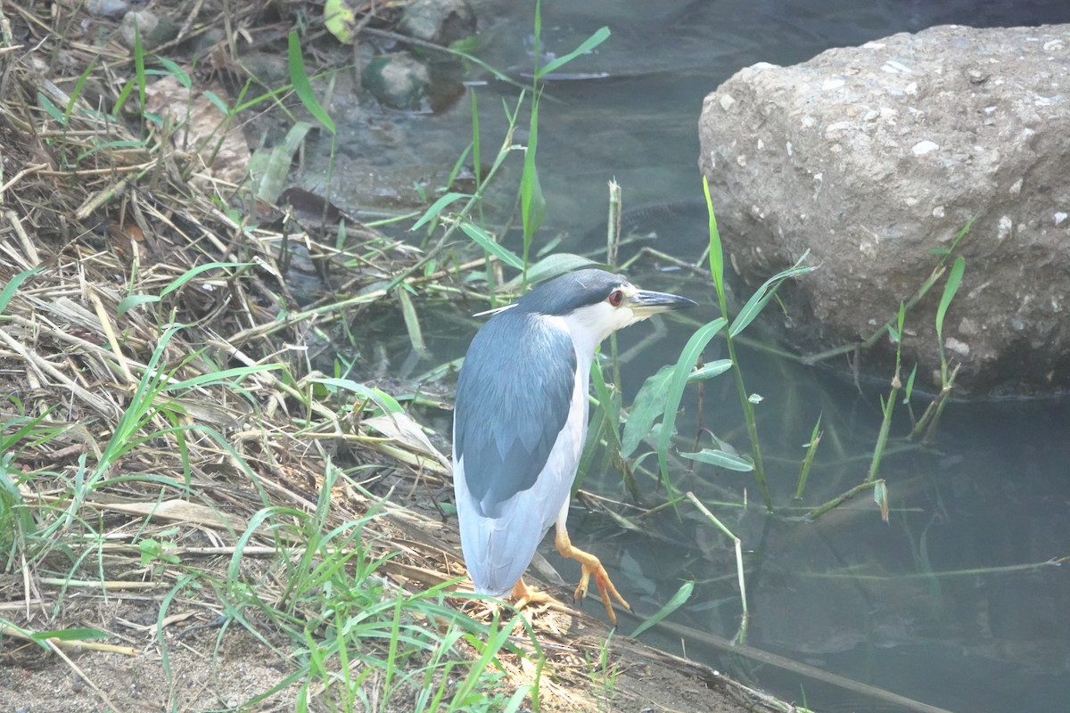 Black-crowned Night Heron - ML643019236
