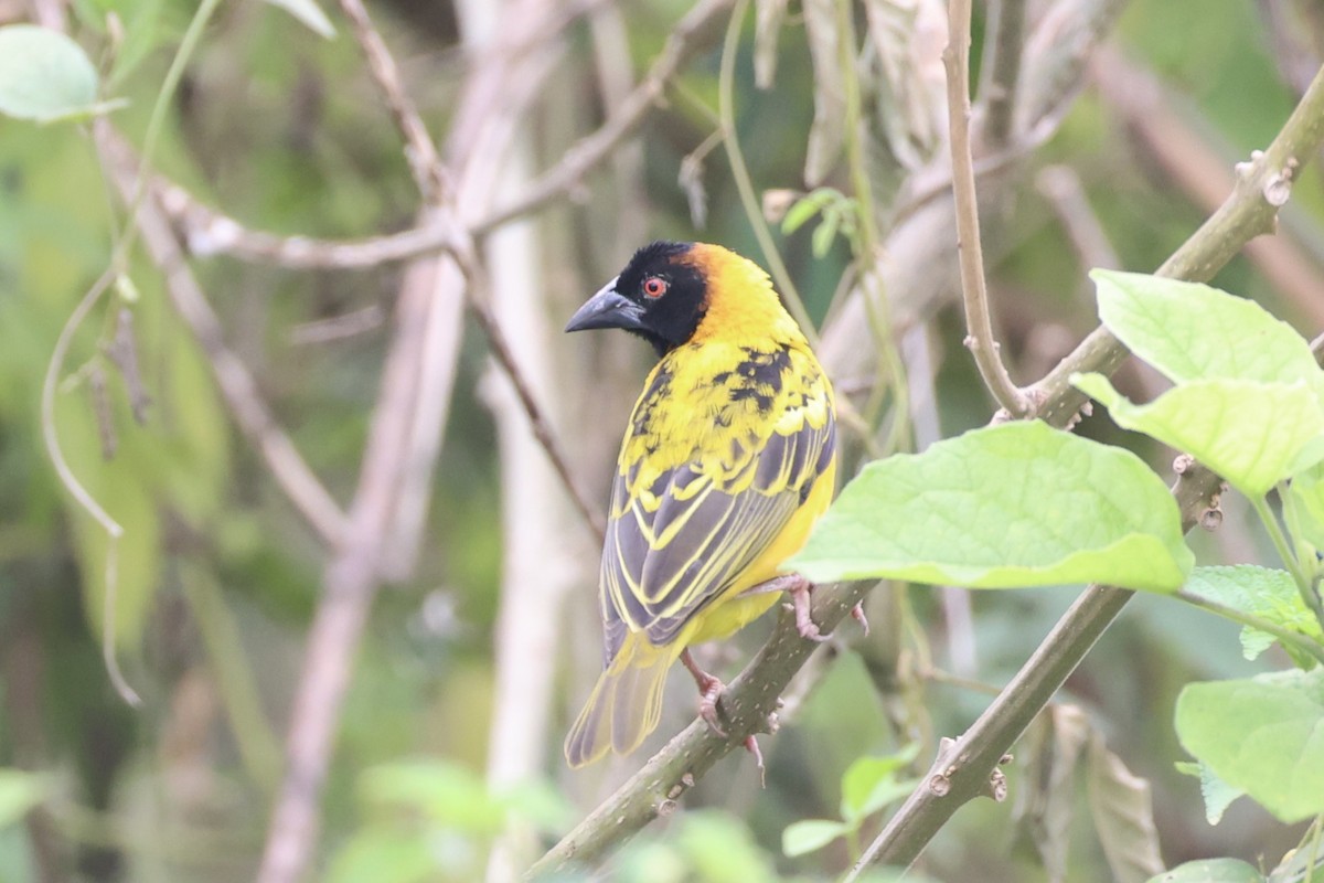 Village Weaver - ML643019237