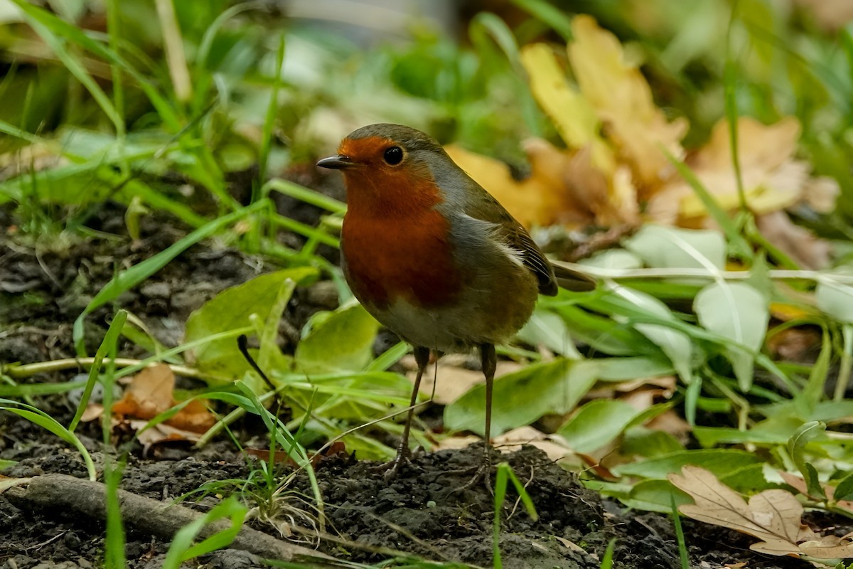 Зарянка - ML643019238