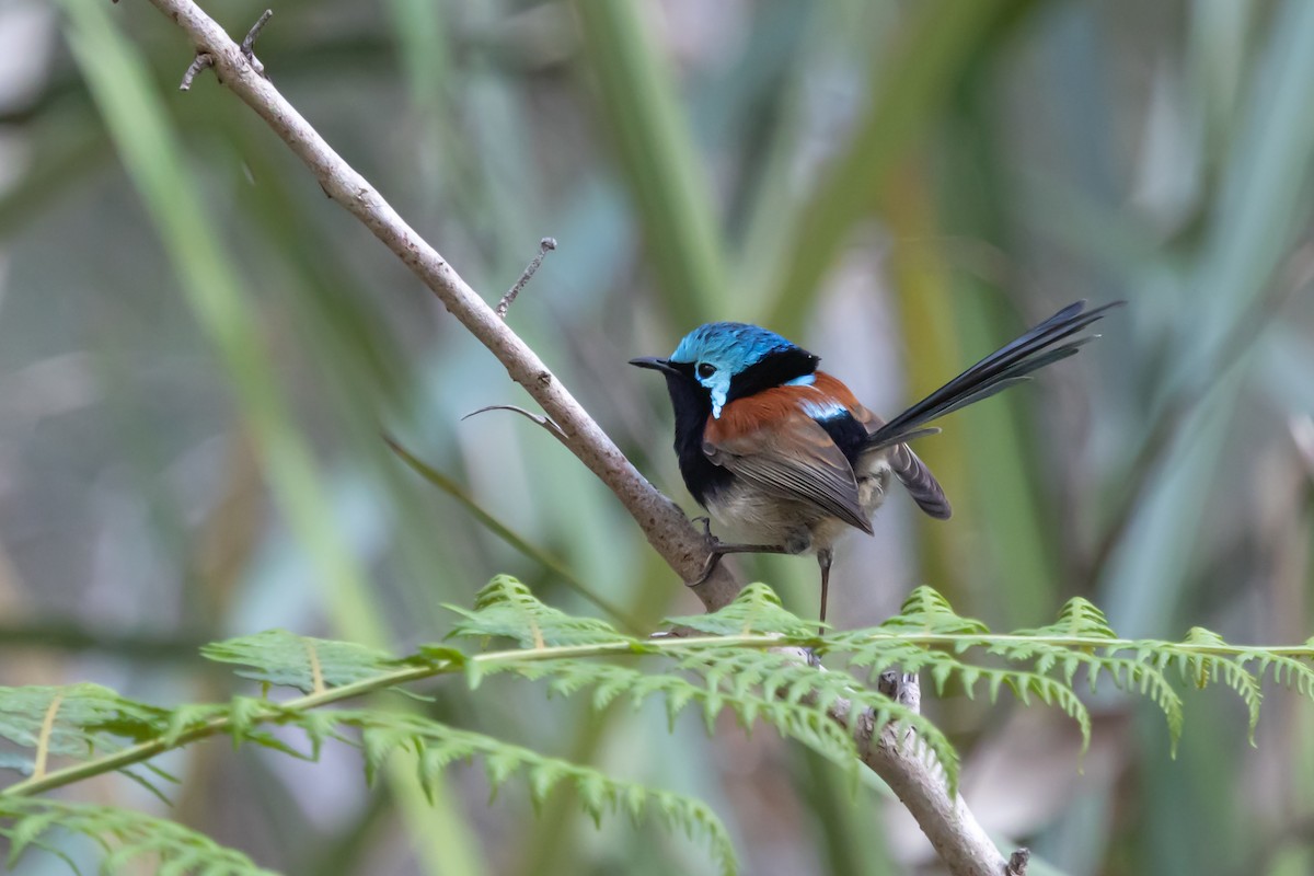 Red-winged Fairywren - ML643019239
