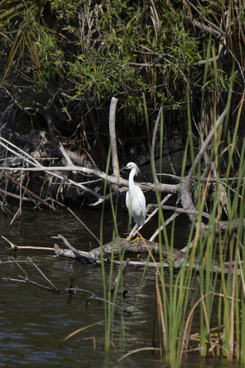 Snowy Egret - ML643019251