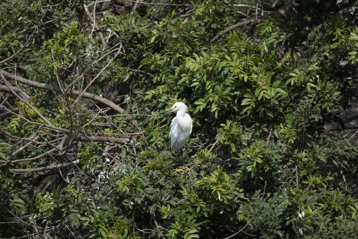 Snowy Egret - ML643019252
