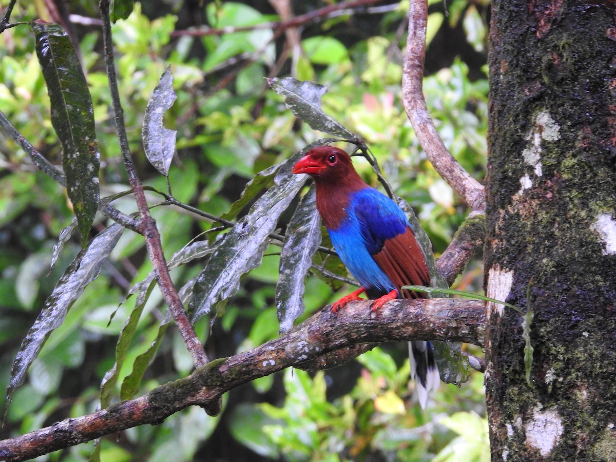 Sri Lanka Blue-Magpie - ML643019256