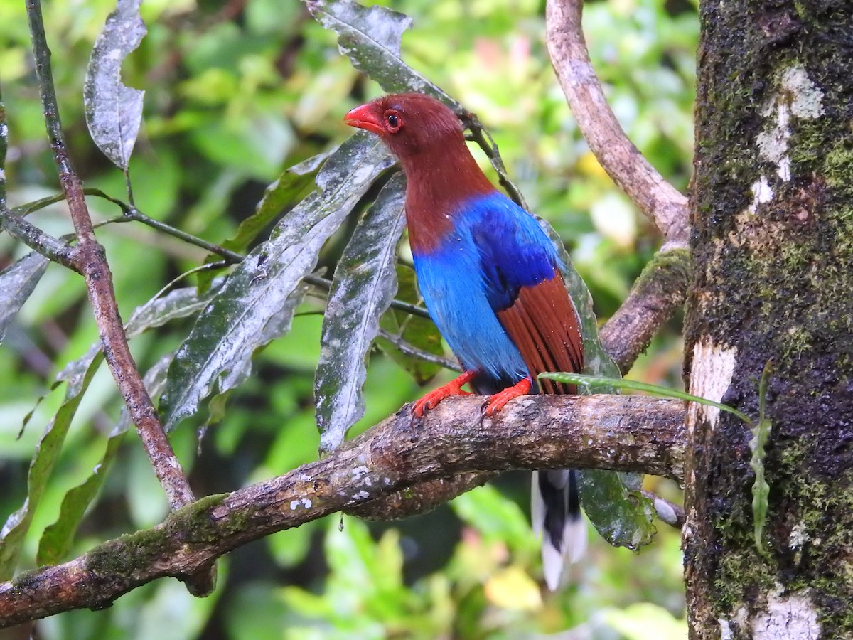 Sri Lanka Blue-Magpie - ML643019257