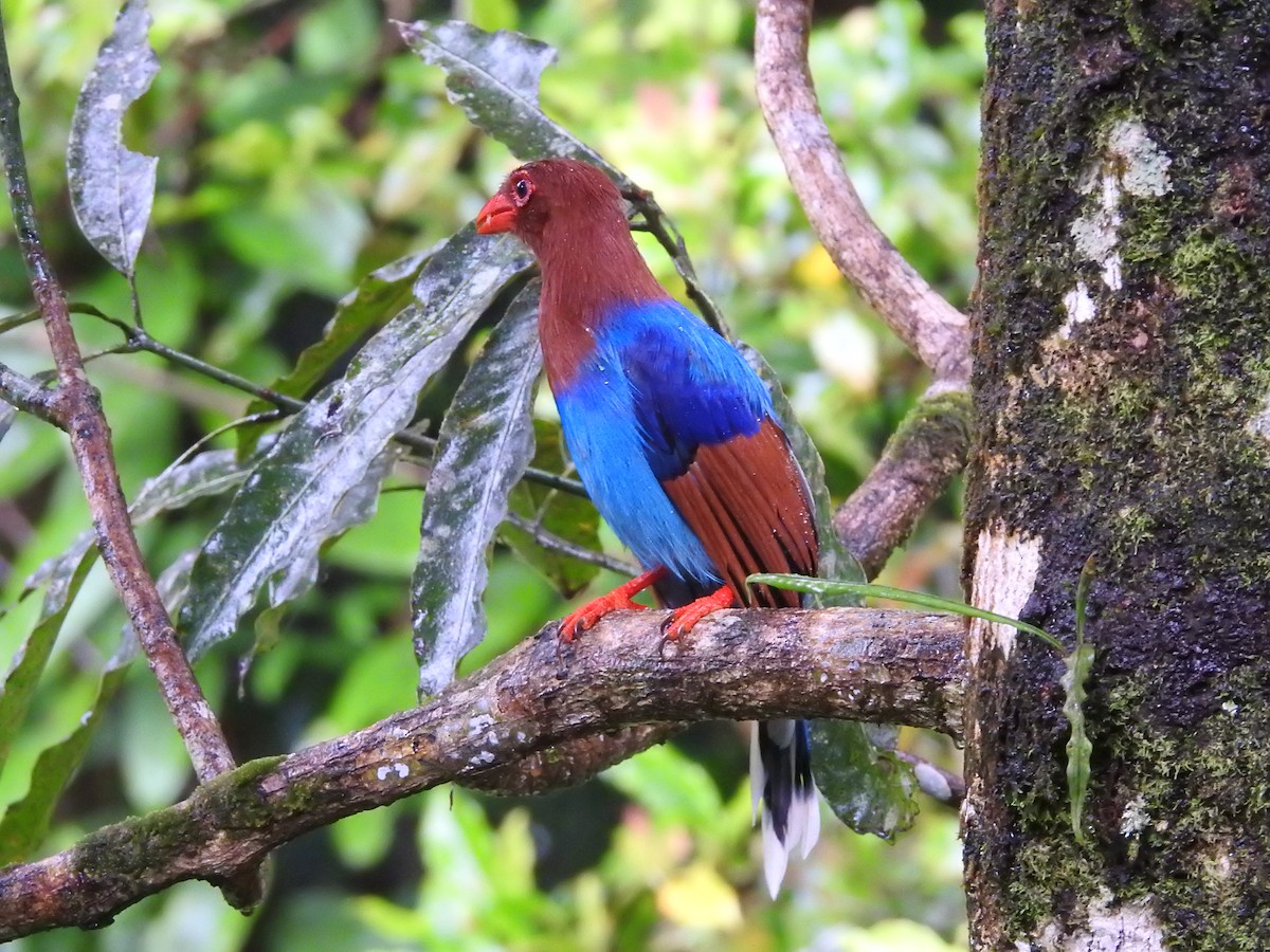 Sri Lanka Blue-Magpie - ML643019258