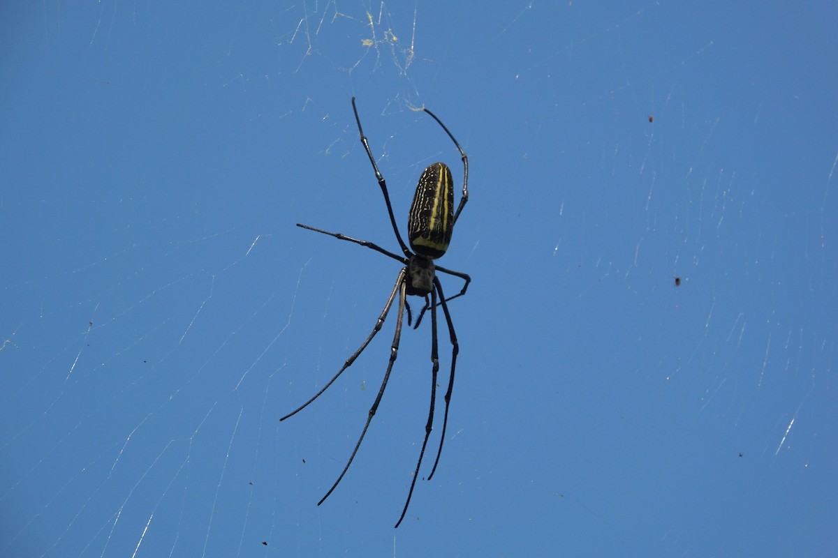 Giant Golden Orb-weaving Spider - ML643019259