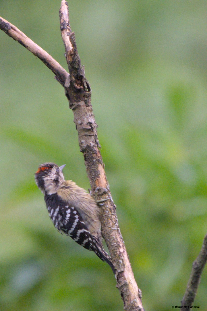 Gray-capped Pygmy Woodpecker - ML643019260