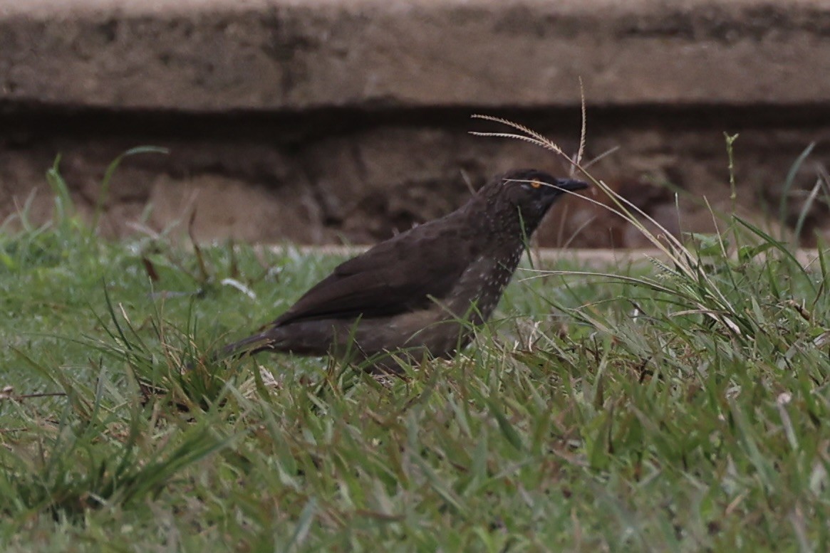 Arrow-marked Babbler - ML643019273