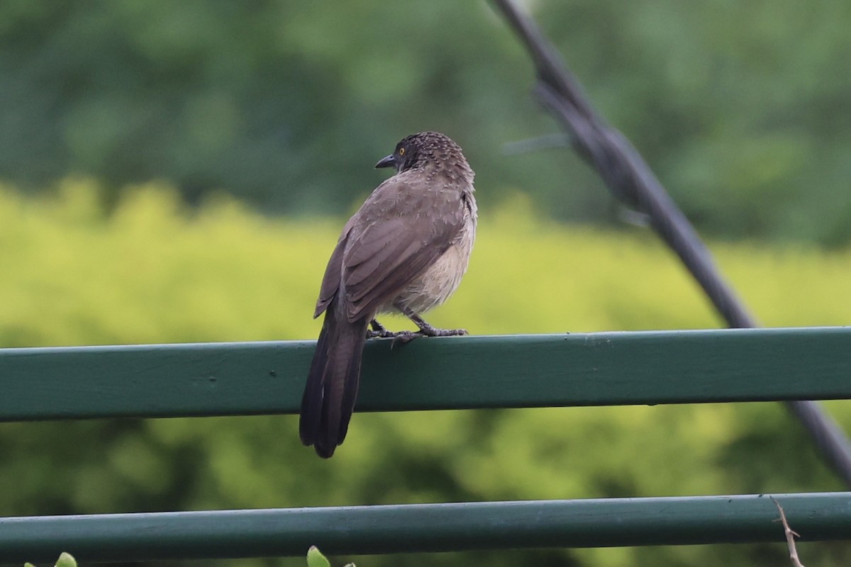 Arrow-marked Babbler - ML643019274