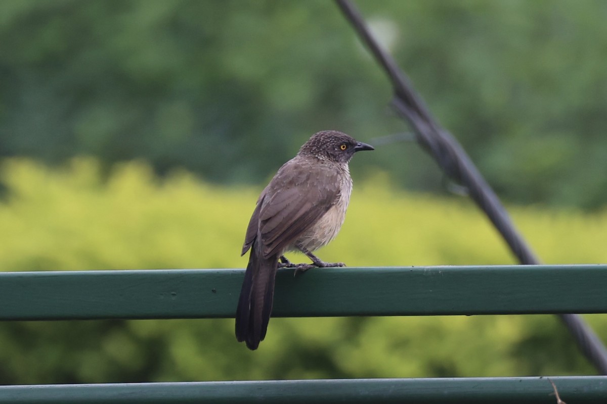 Arrow-marked Babbler - ML643019275