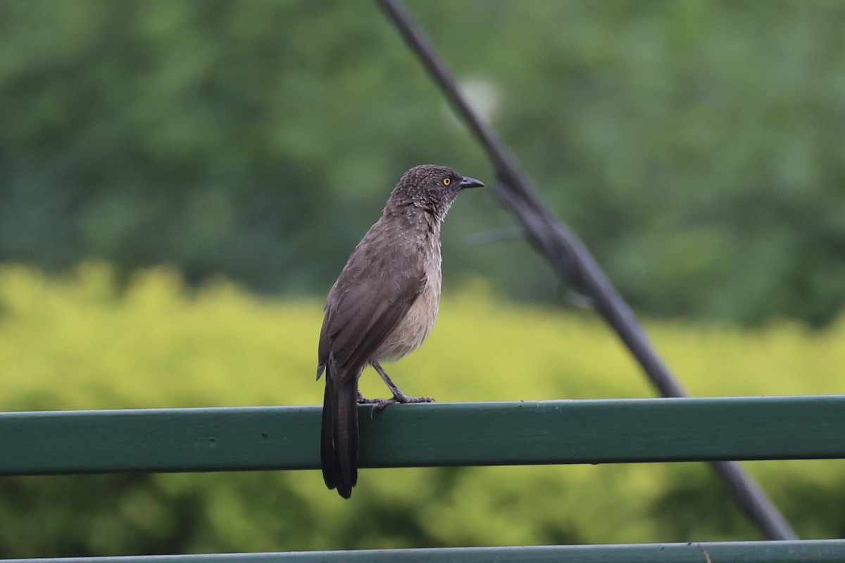 Arrow-marked Babbler - ML643019276