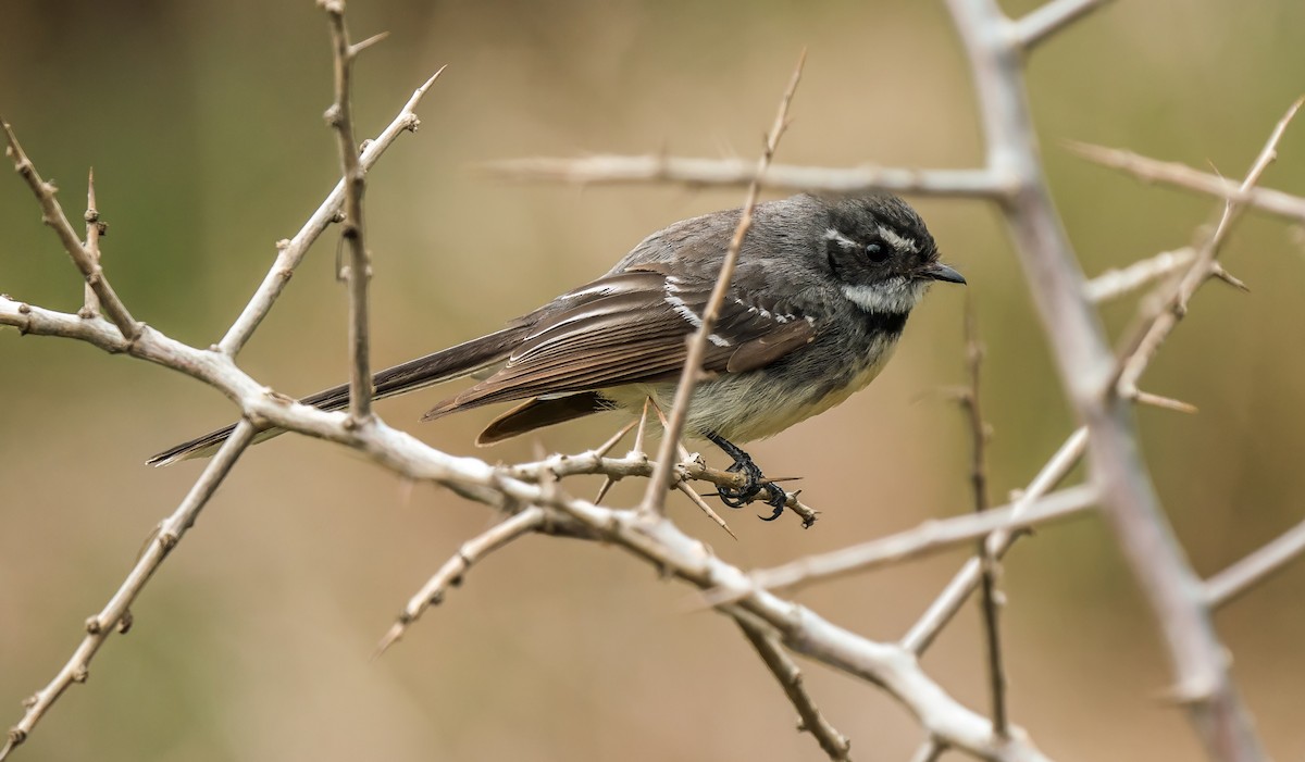 Gray Fantail - ML643019277