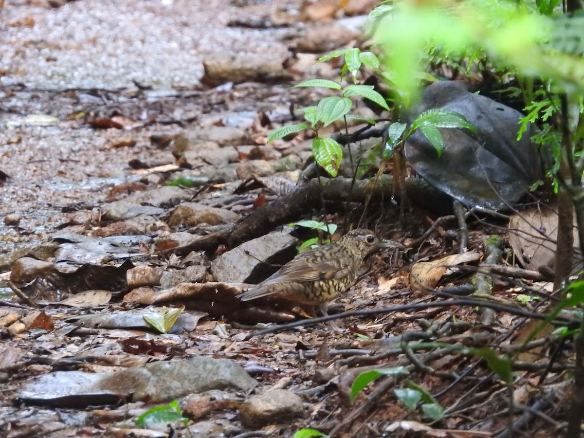 Sri Lanka Thrush - ML643019294