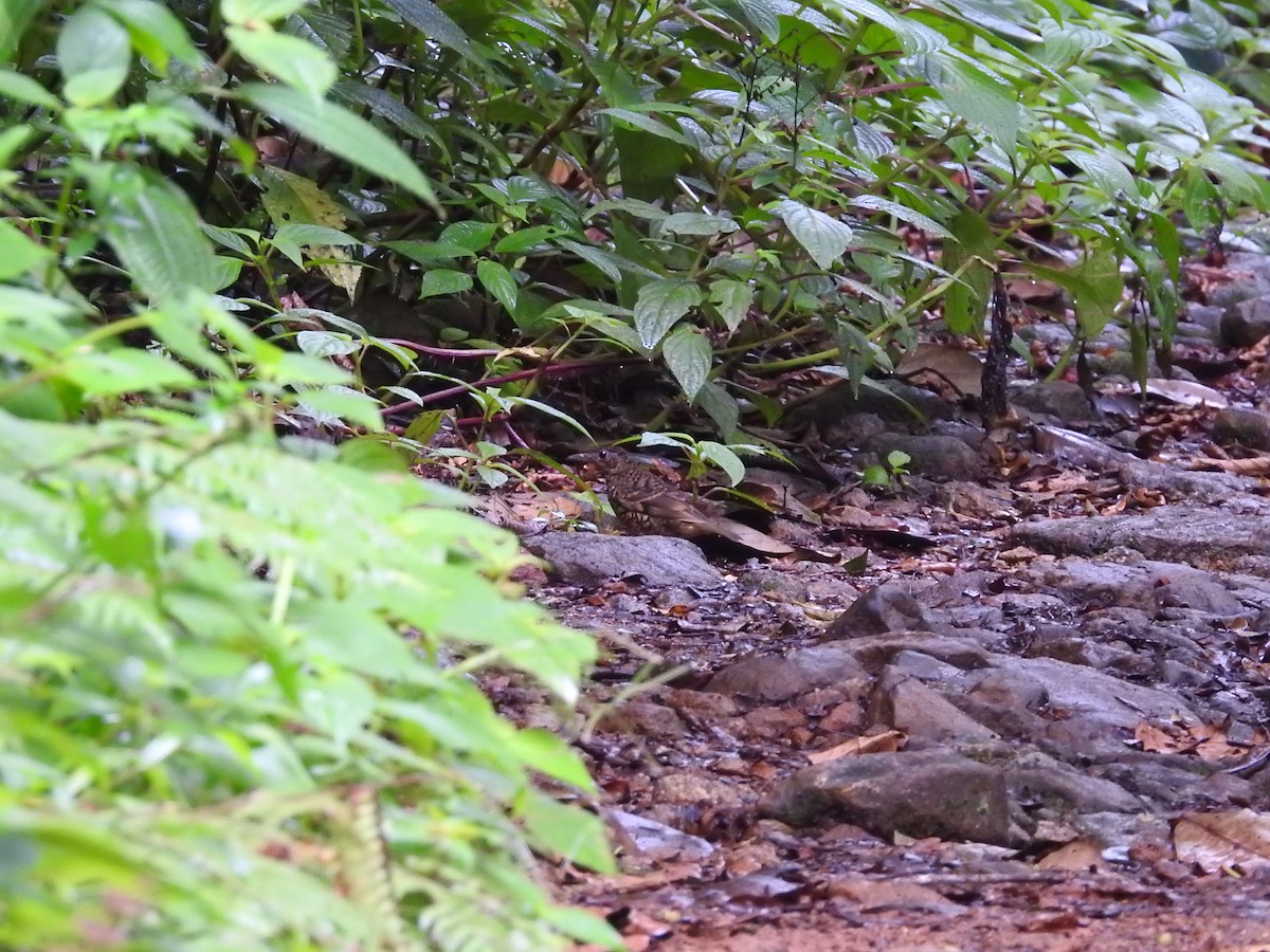 Sri Lanka Thrush - ML643019295