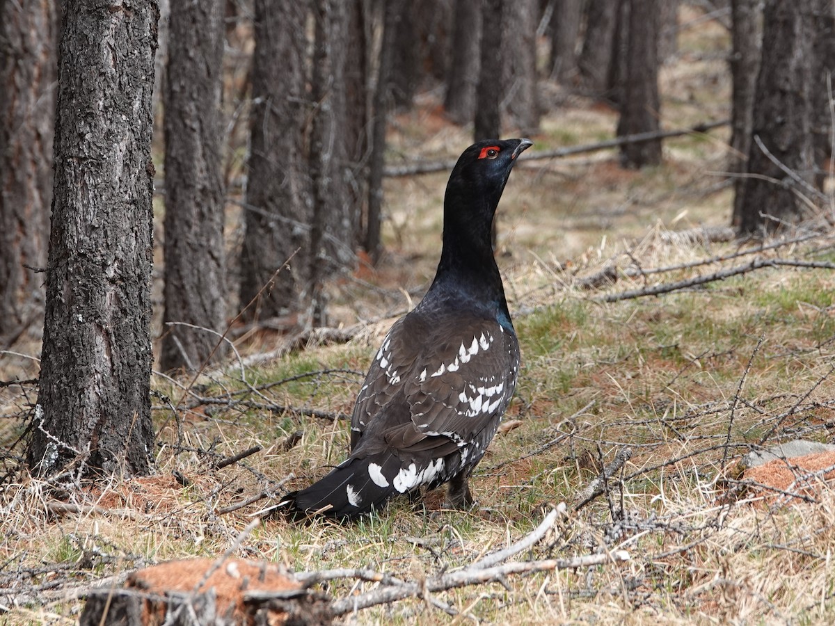 Black-billed Capercaillie - ML643019302