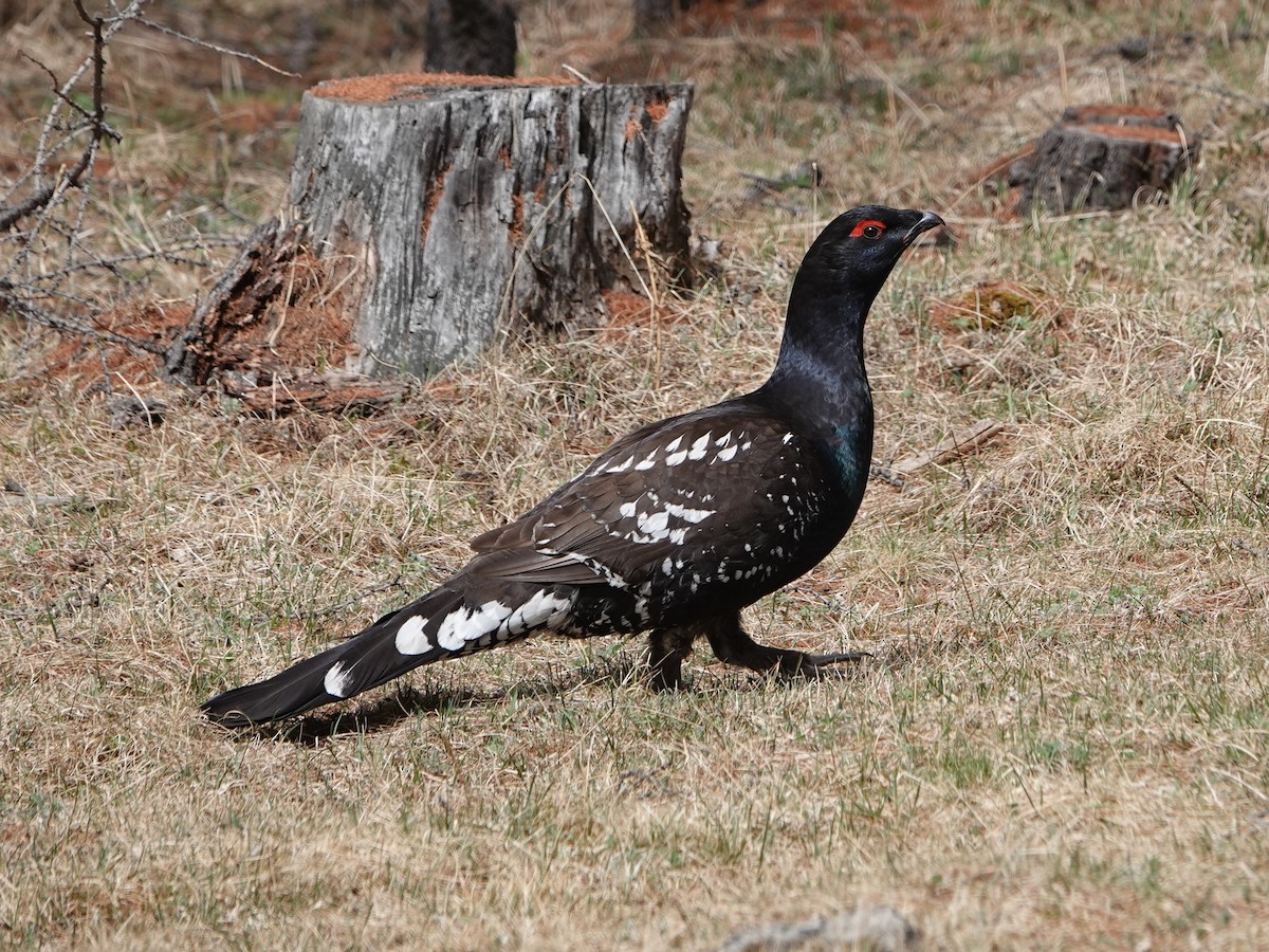 Black-billed Capercaillie - ML643019303