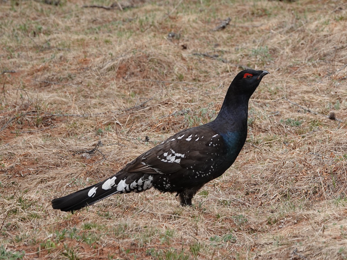Black-billed Capercaillie - ML643019304