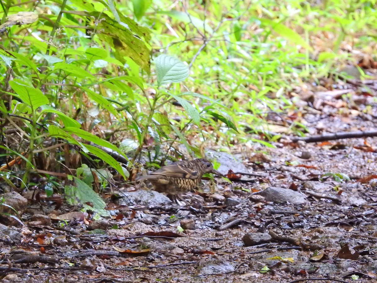 Sri Lanka Thrush - ML643019306