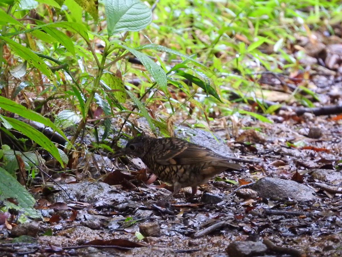 Sri Lanka Thrush - ML643019307