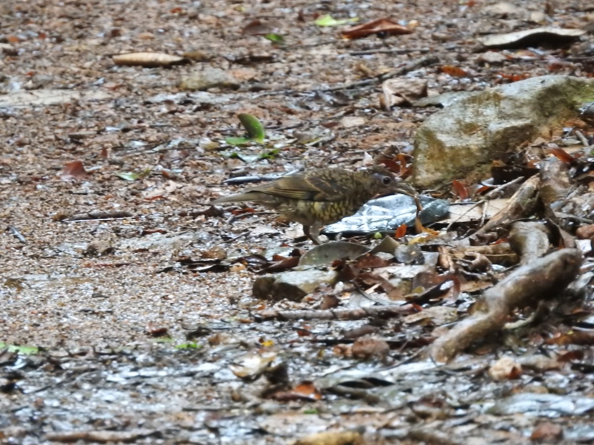 Sri Lanka Thrush - ML643019308