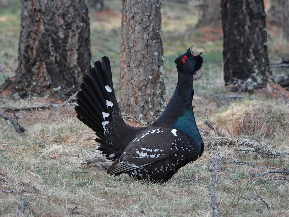 Black-billed Capercaillie - ML643019314
