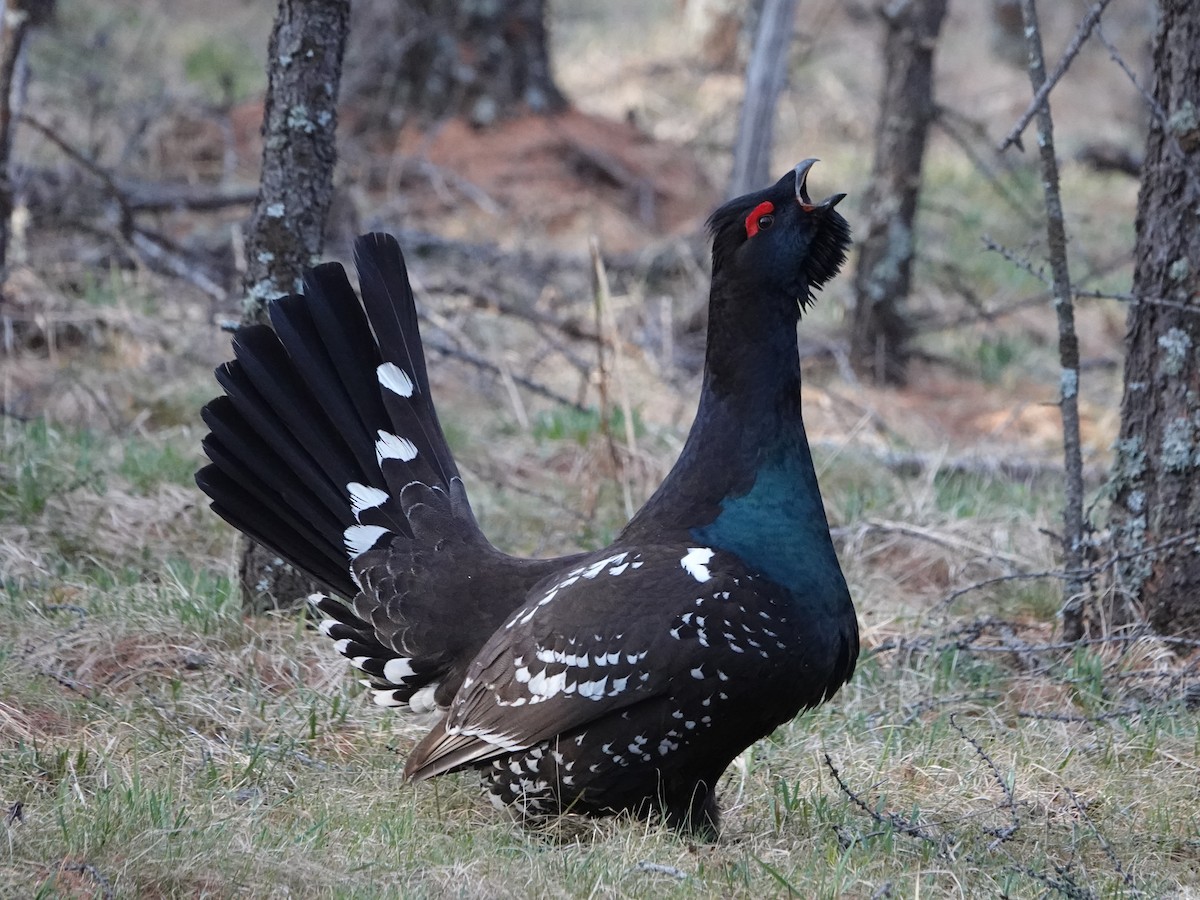 Black-billed Capercaillie - ML643019318