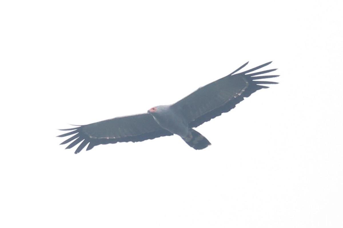 African Harrier-Hawk - ML643019325