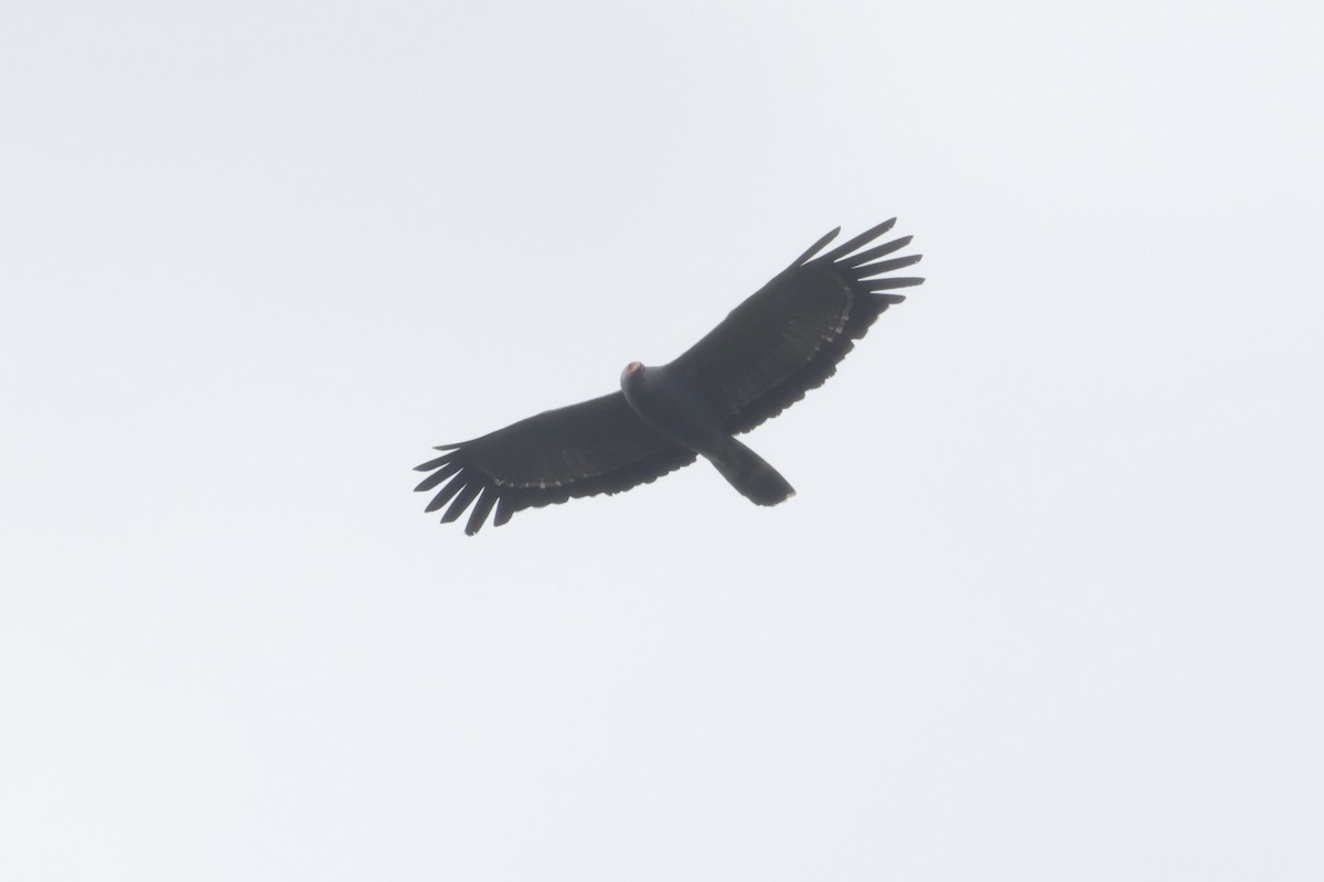 African Harrier-Hawk - ML643019326