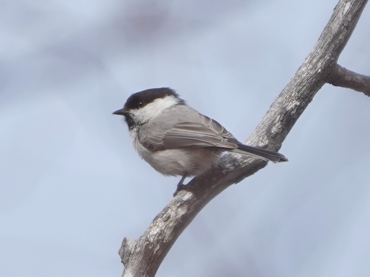Willow Tit - ML643019348