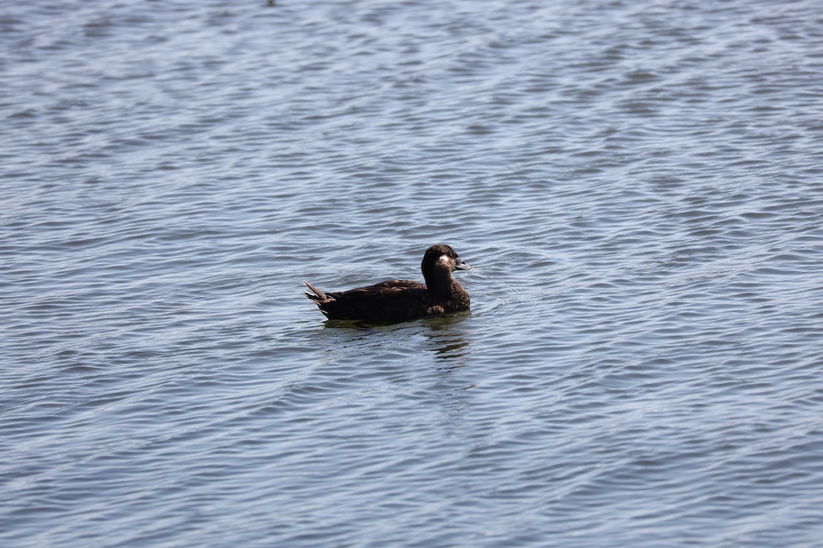Surf Scoter - ML643019349