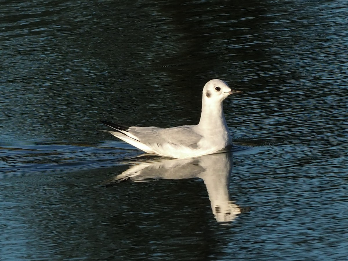 Bonaparte's Gull - ML643019351