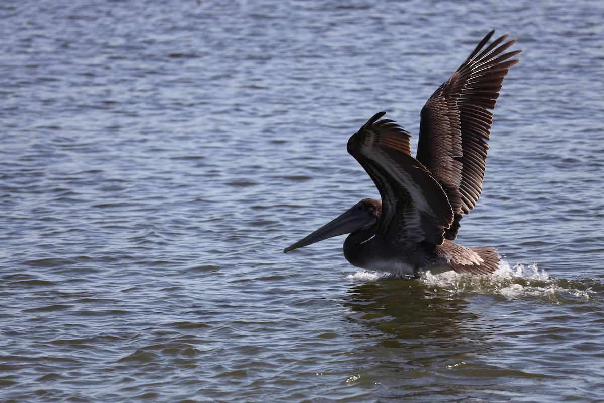 Brown Pelican - ML643019360