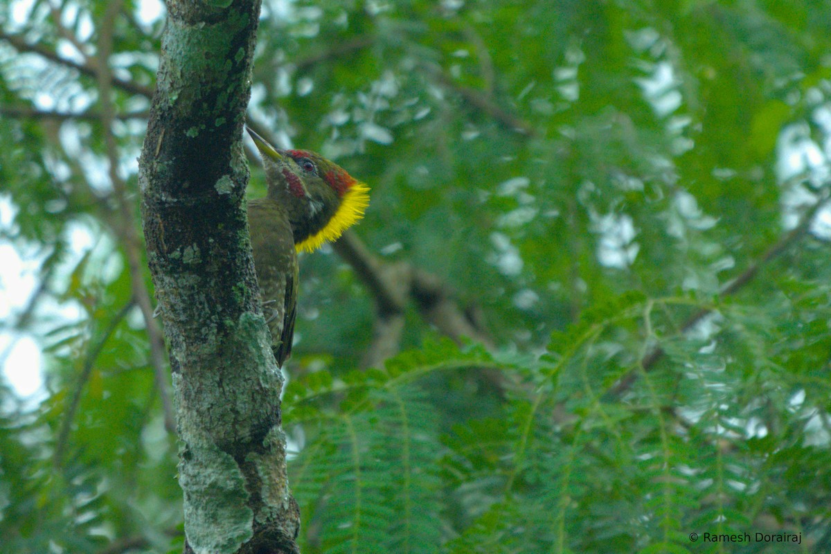 Lesser Yellownape - ML643019368