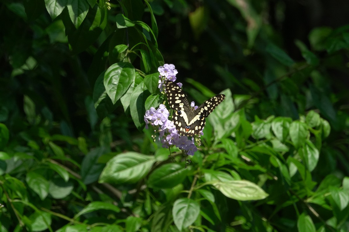 Insects - ML643019370